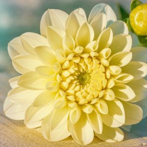 Yellow colored dahlia flower