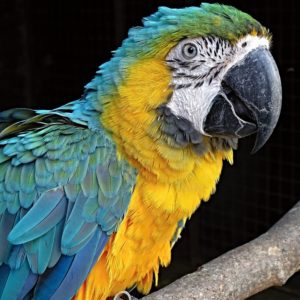 Yellow Macaw Bird